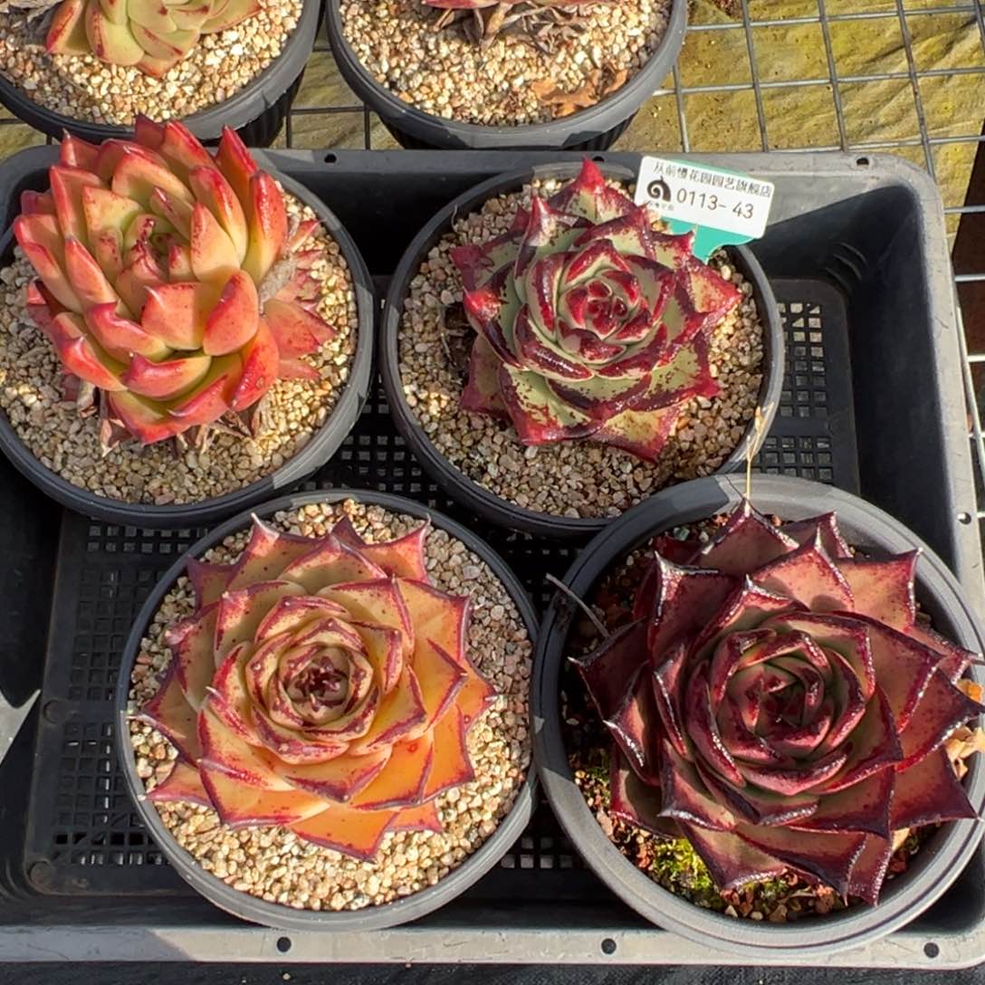 从前慢多肉精选编号0113.43