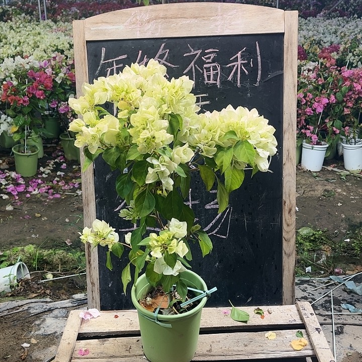 完全开放三角梅暗斑青苹果