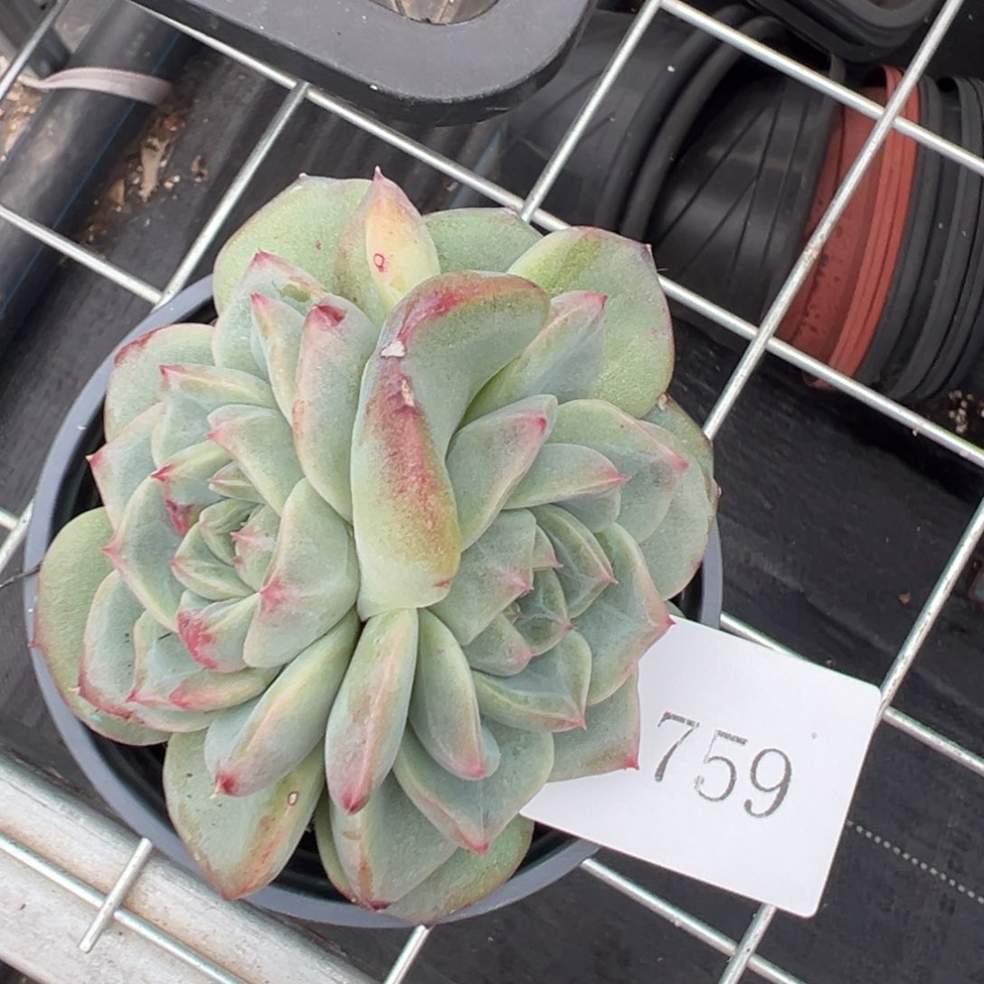 果**台1759肉肉肉肉肉肉