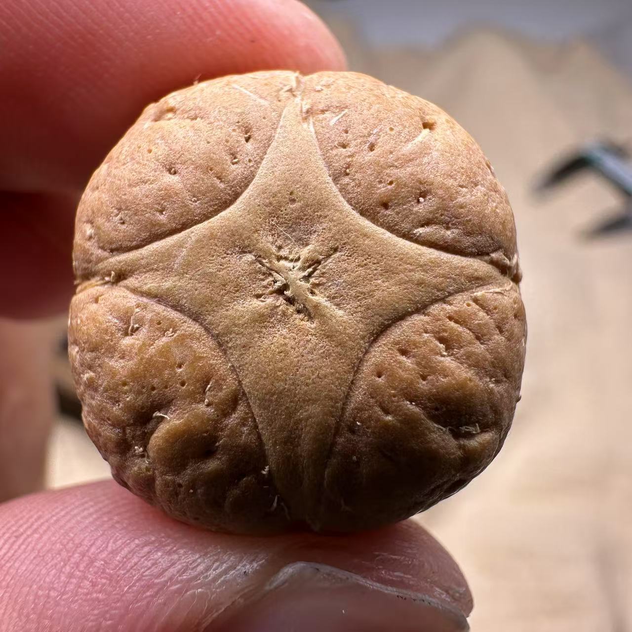 尼泊尔麒麟眼菩提，尺寸24，sss系列，货号S18