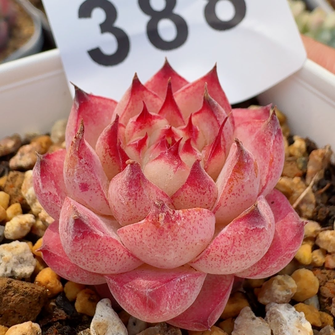    今日奖品，多肉植物请凑单够包邮