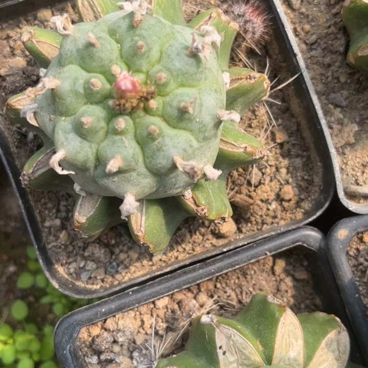 草球肋骨嫁接仙人球