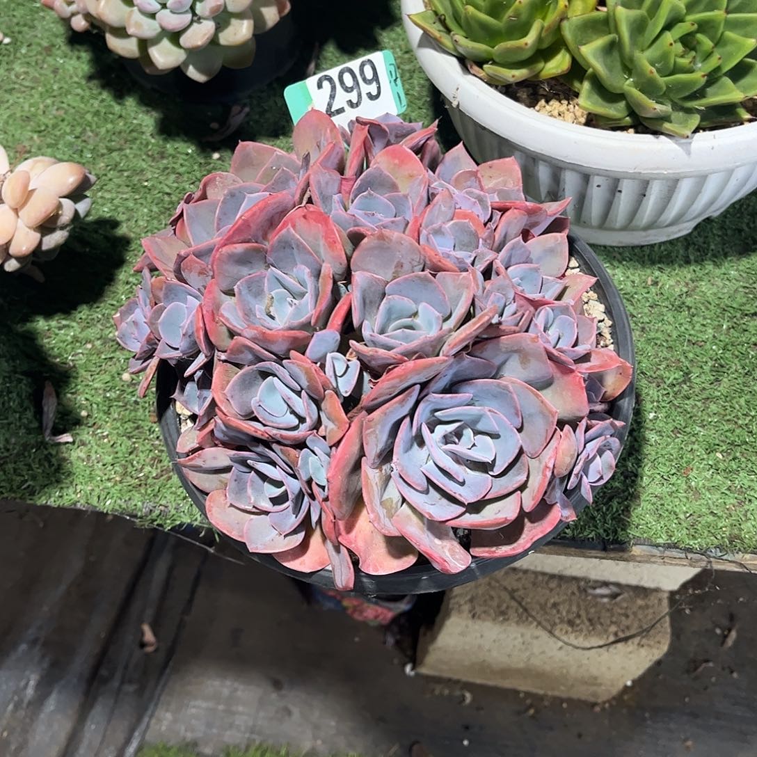 韩***学橙哎玫瑰多肉植物保护299