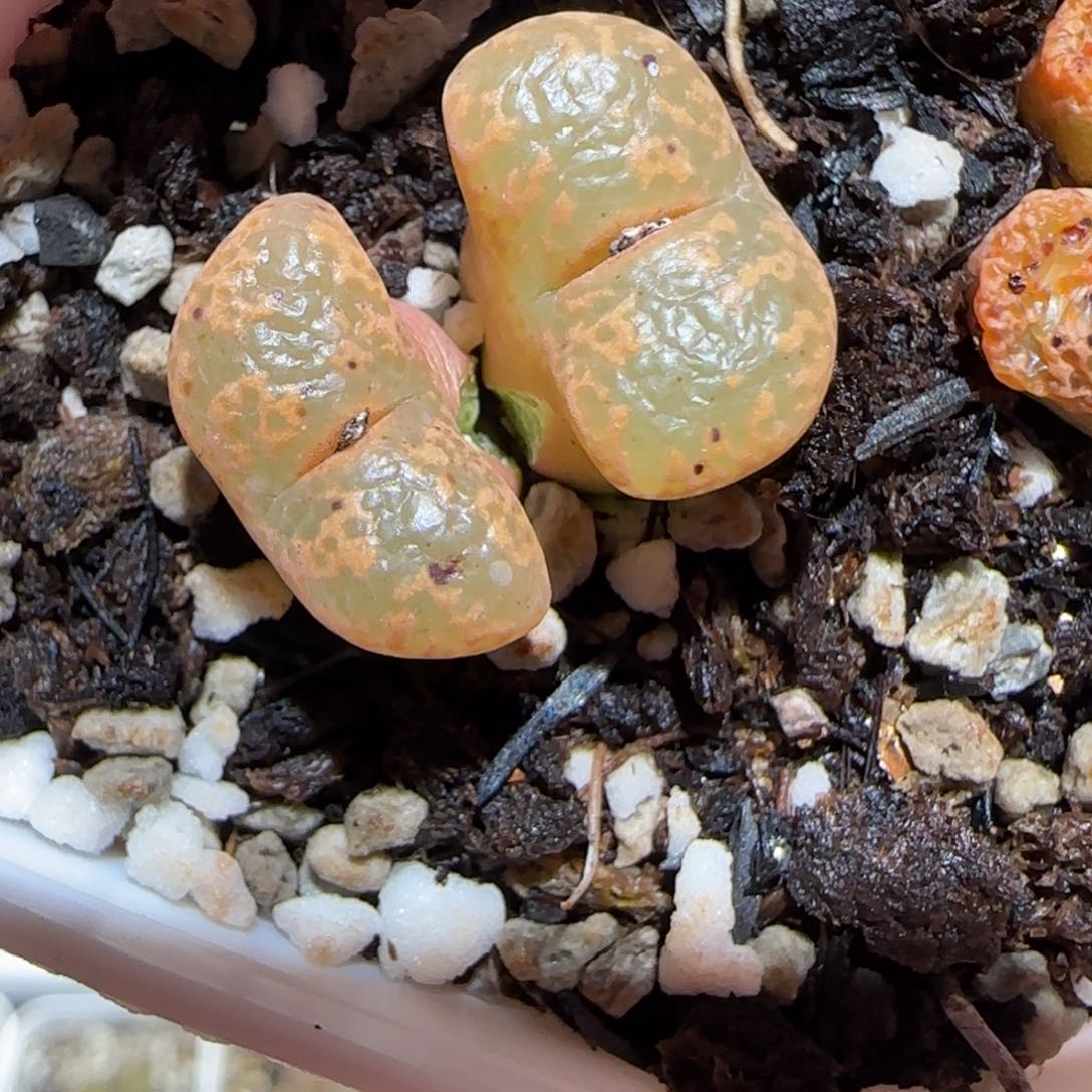 肉锥多肉植物百科-泡泡勋35