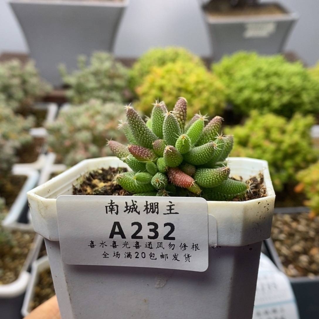 232实生玉米枝干番杏