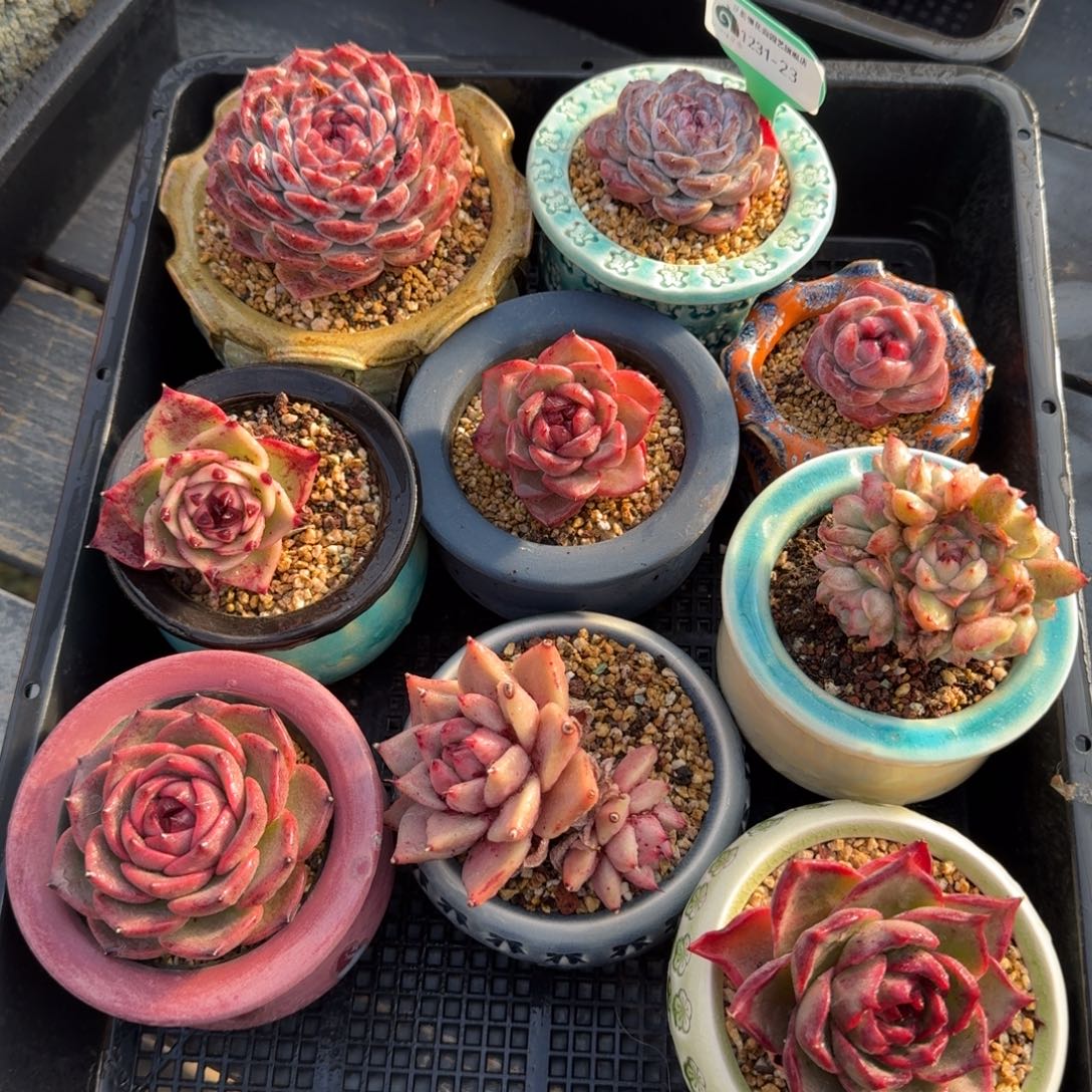 从前慢多肉精选编号1231.23