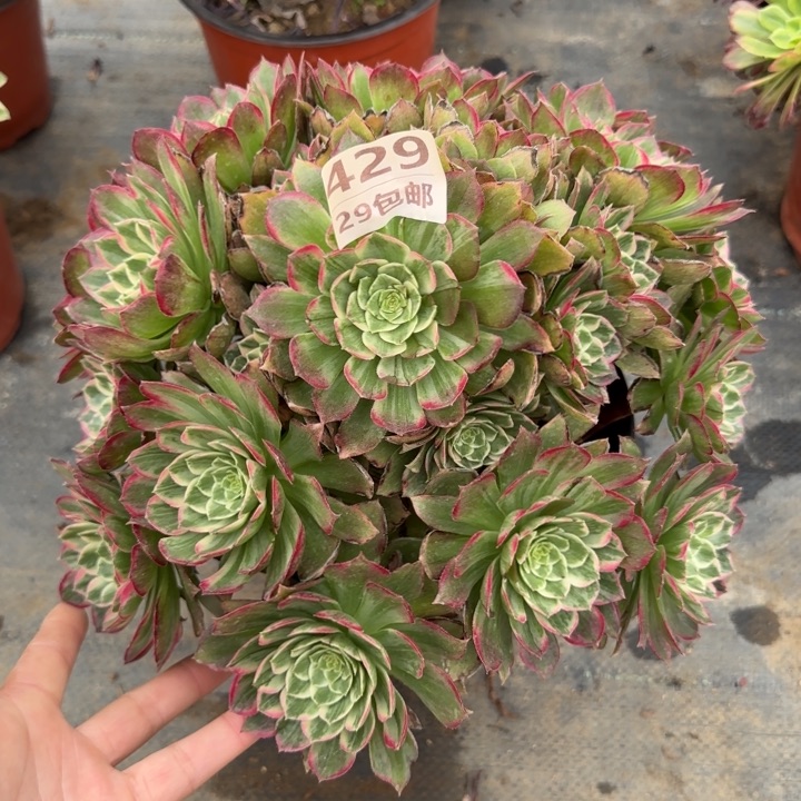 莲花……多肉……植物