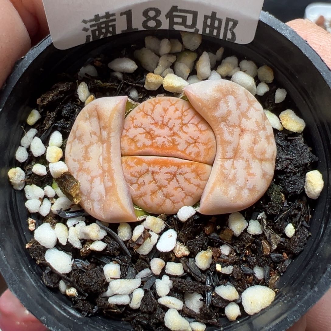 【闪购商品】707……