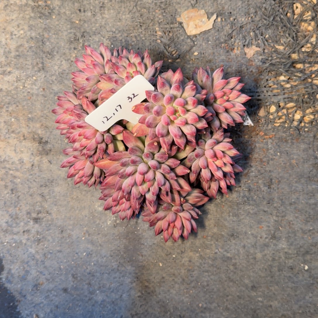 琳****一物一拍车厘子捧花32