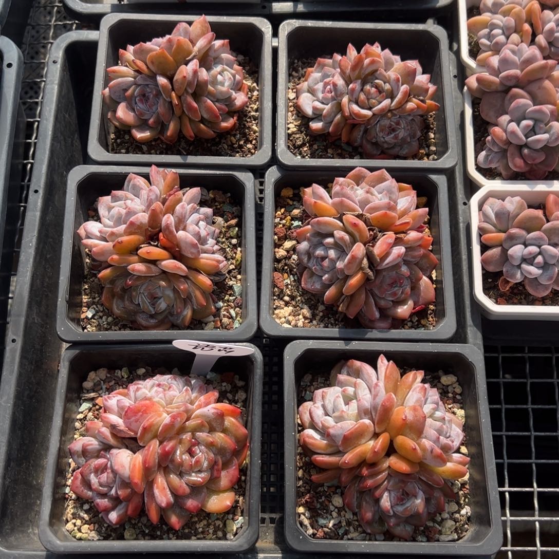 语***芯石榴籽星影6颗寄养语芯