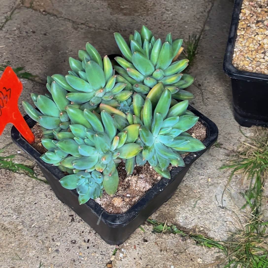 0033号晚上多肉植物群生多肉