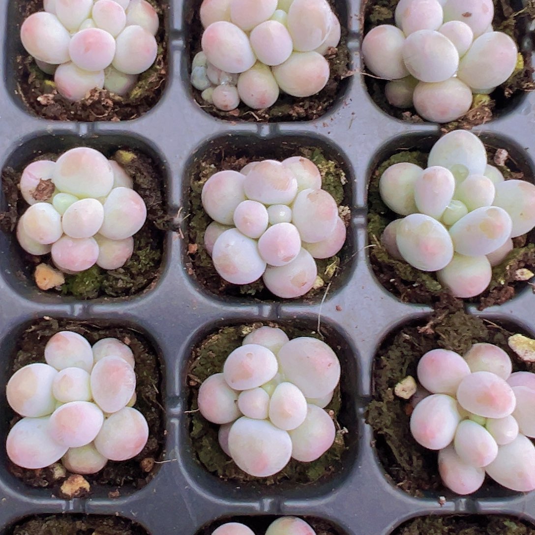 穴盘汤圆5颗19包邮多肉