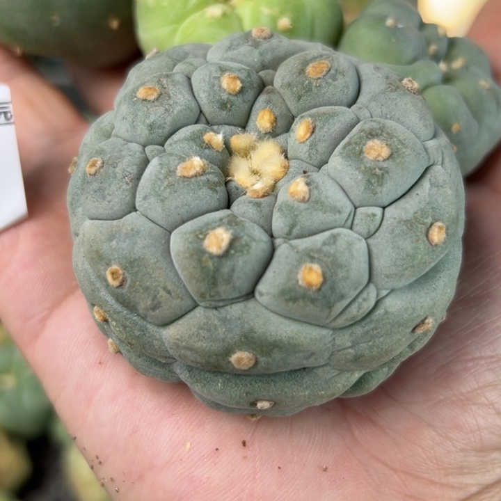 441发货 无根 无根