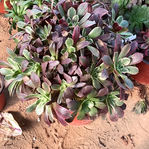 赤霞玫瑰玫瑰玫瑰