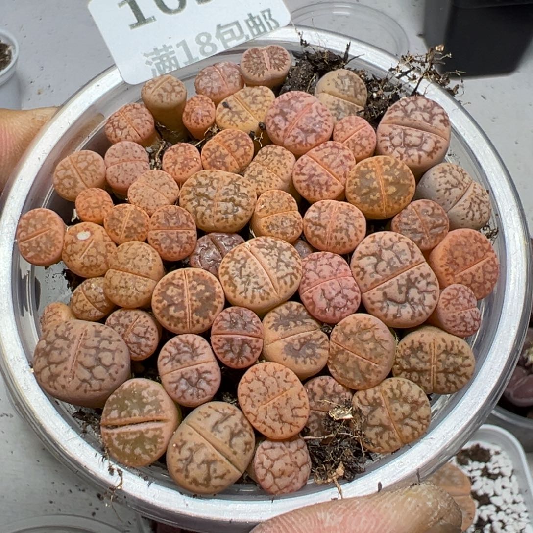 【闪购商品】 1092。    