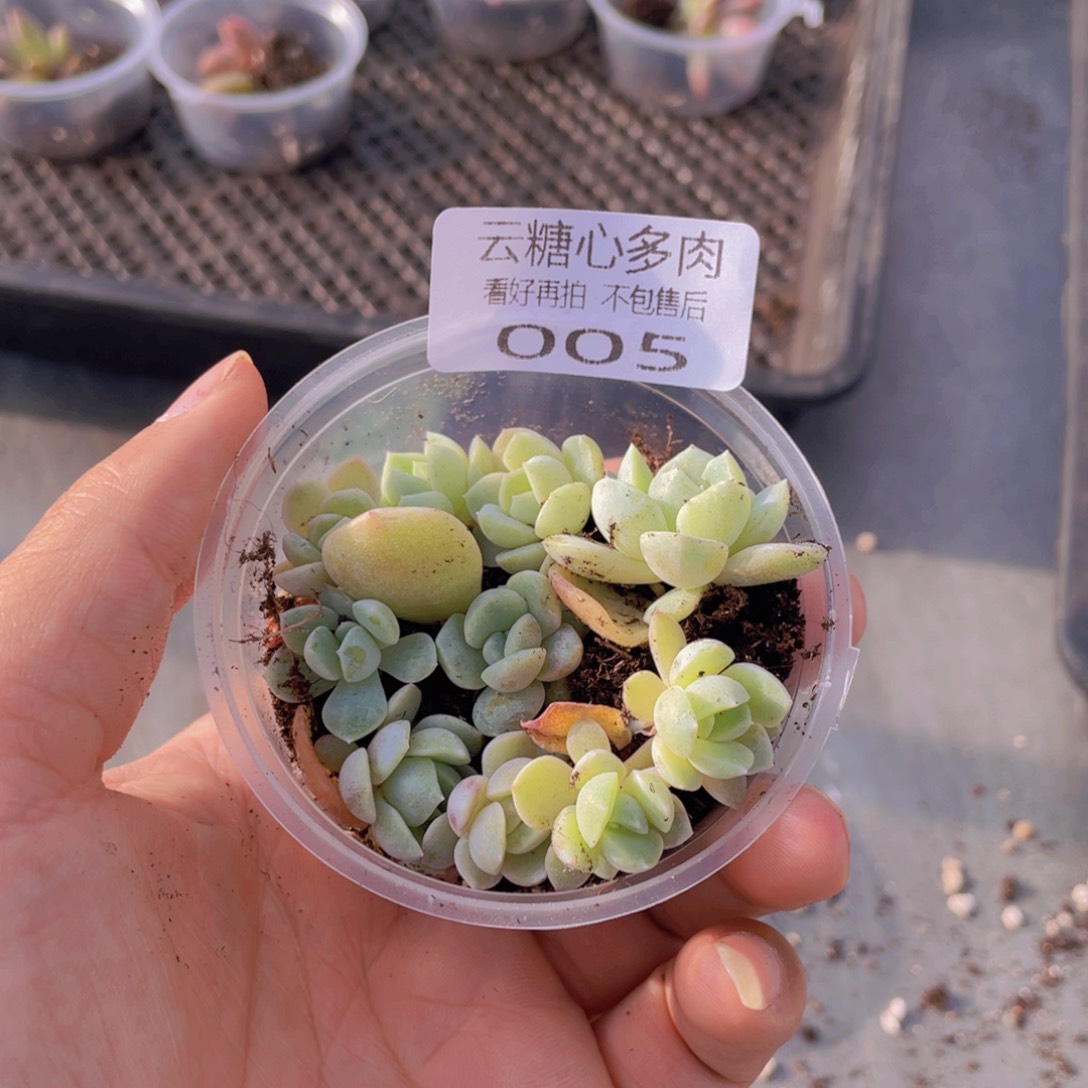 云糖心多肉植物005