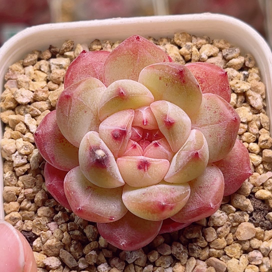 H222玩家珍妮一物一拍