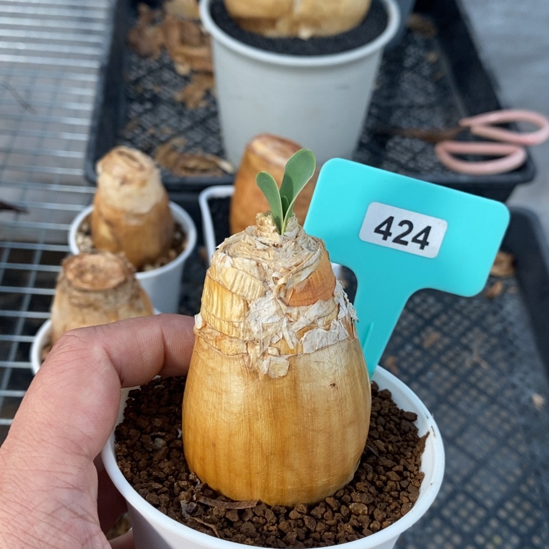 巨凤之卵多肉植物