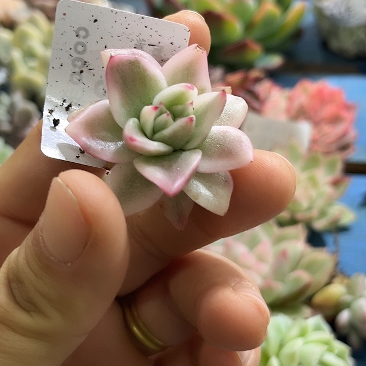 237祝福玛利亚锦炸多肉