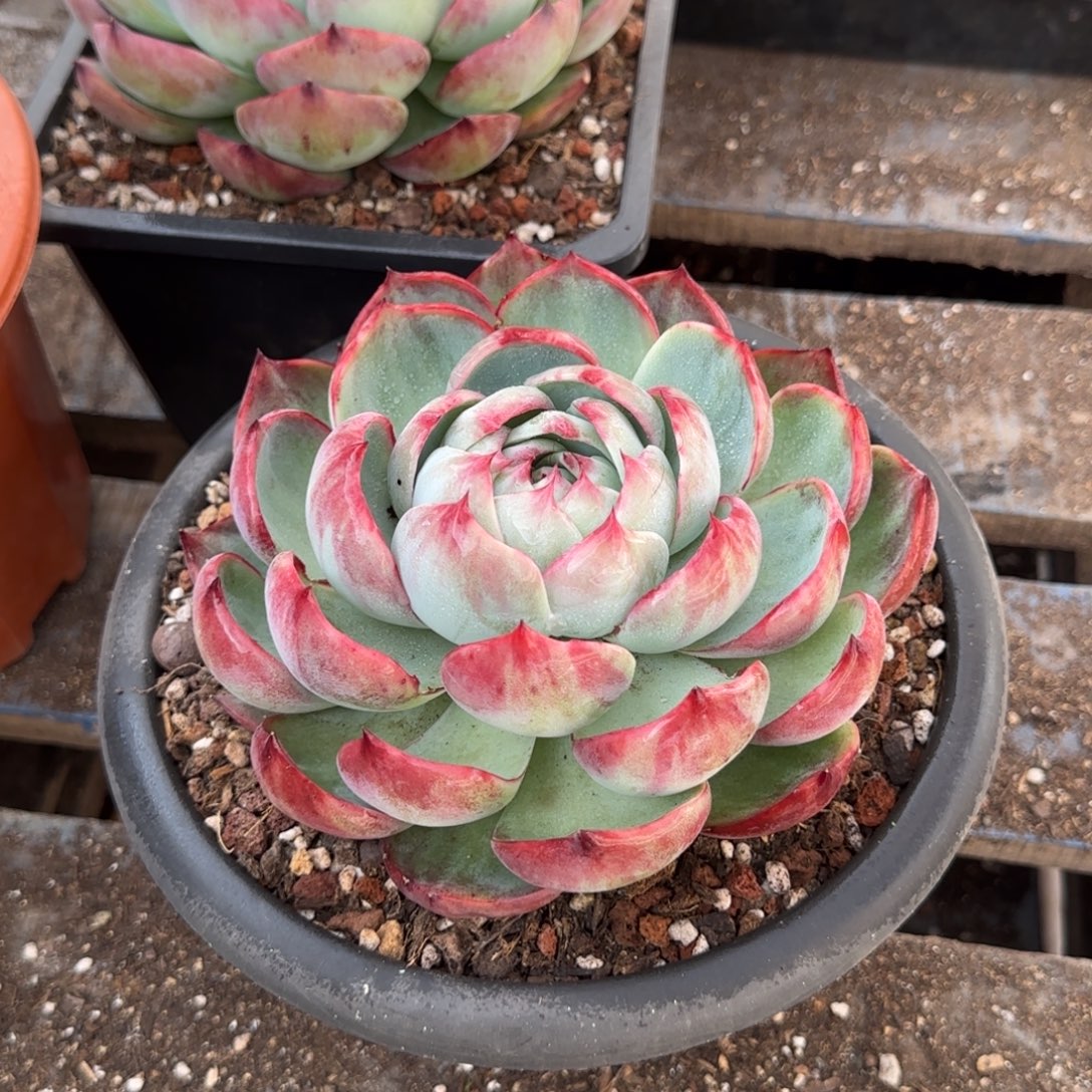 花脸拉丝惊鸿一物一拍包装收缩花旱