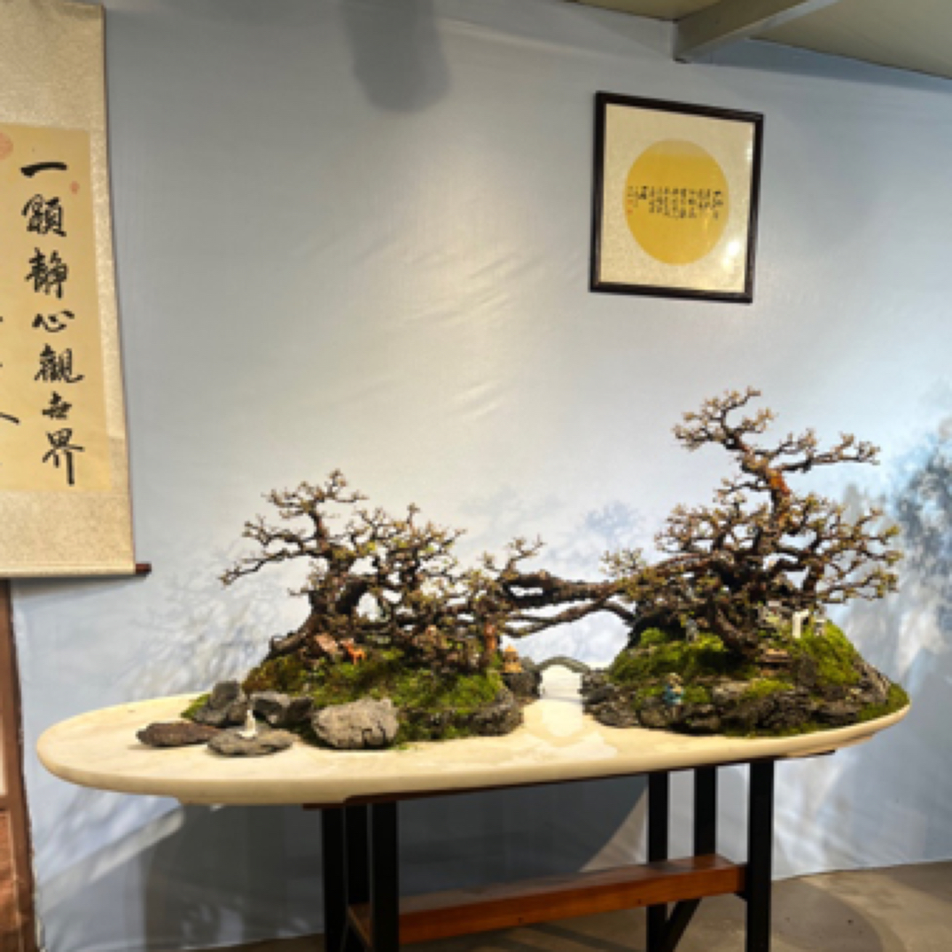 小叶红芽雀梅小盆栽【岭南水旱过桥年功盆景】室内外摆放盆景盆栽