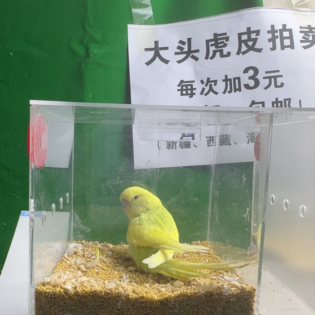 虎皮鹦鹉大头鹦鹉