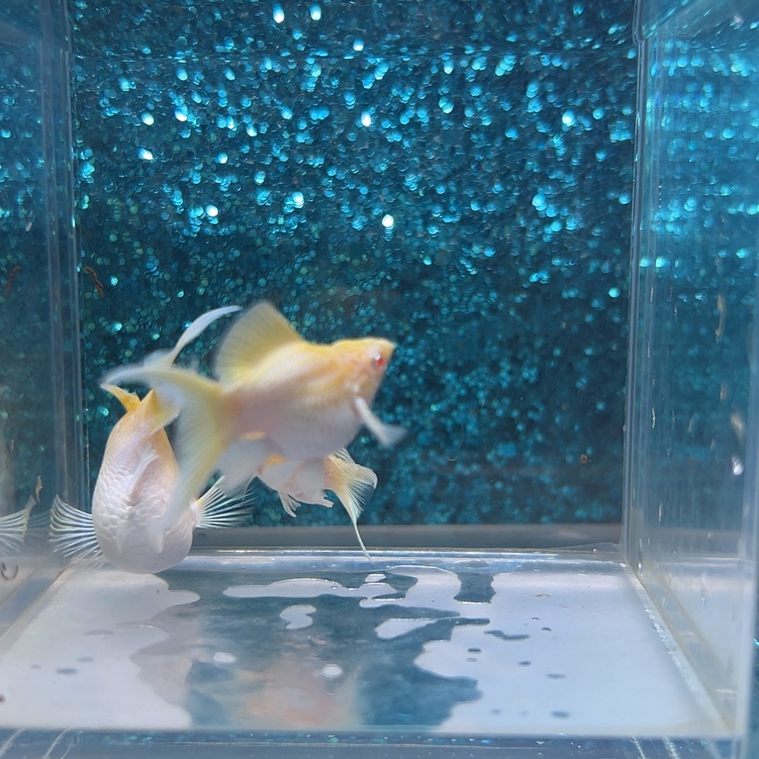 孔雀鱼18k金2母1公0066