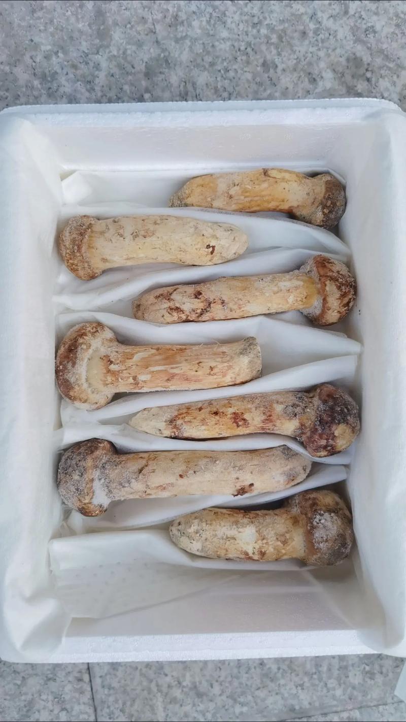 冰鲜松茸菌食用菌菇炖汤食材