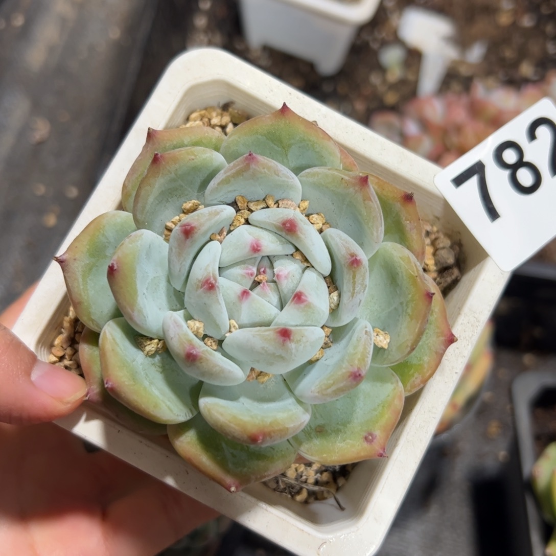 *****782 多肉植物组合盆栽