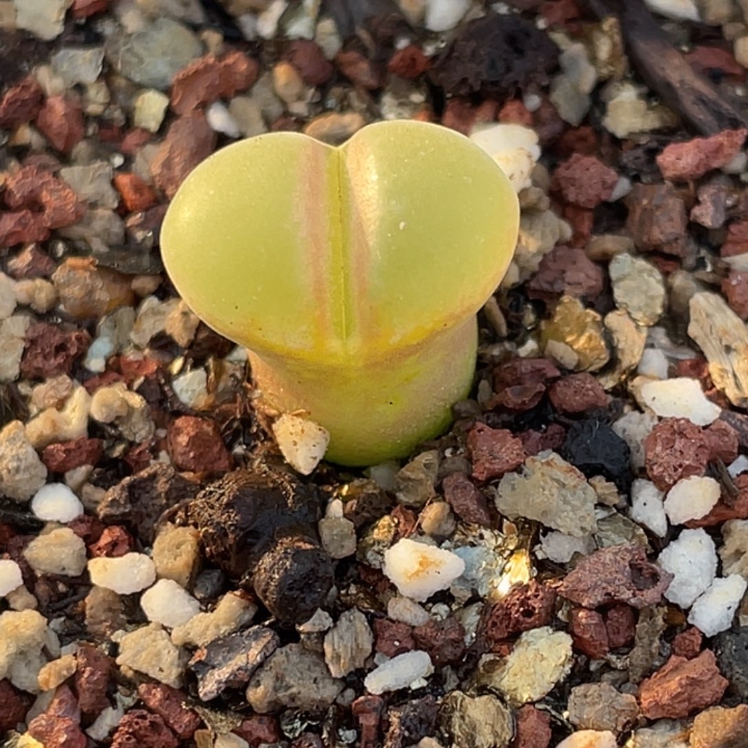 30-136粉女多肉植物