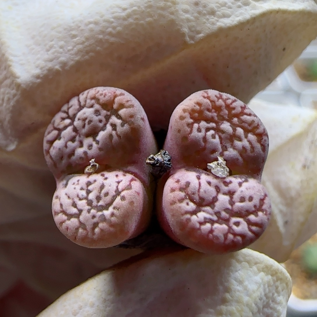 1-12-246当天满58包邮马克杂1.1左右多肉脱土