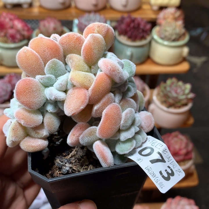 小尾巴多肉园艺5CM迷你拇指盆栽P073