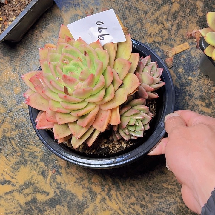 皇*玛990//////////////////