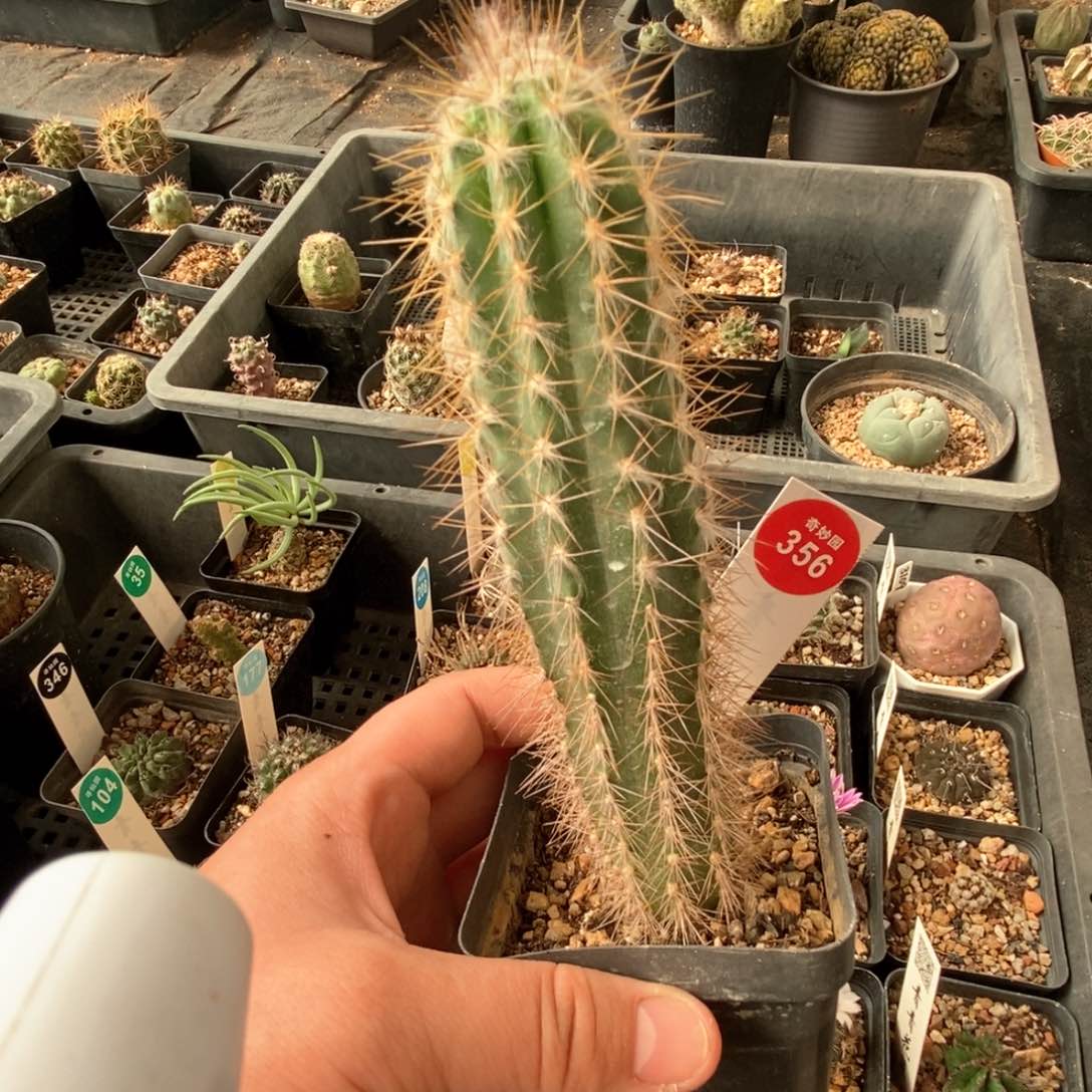 实生鹤铃丸一颗，