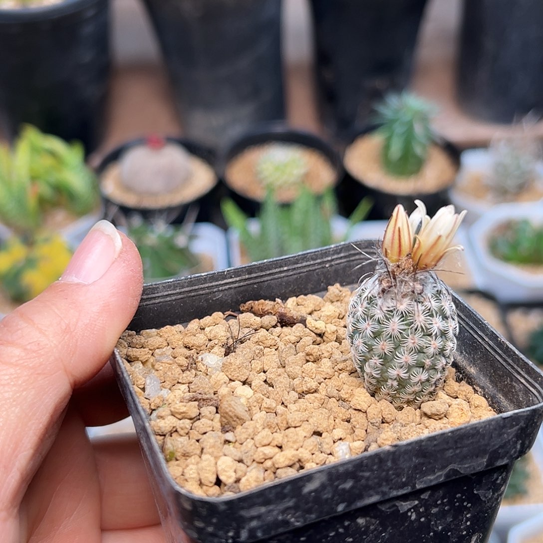 白花迪克森娇丽实生2cm