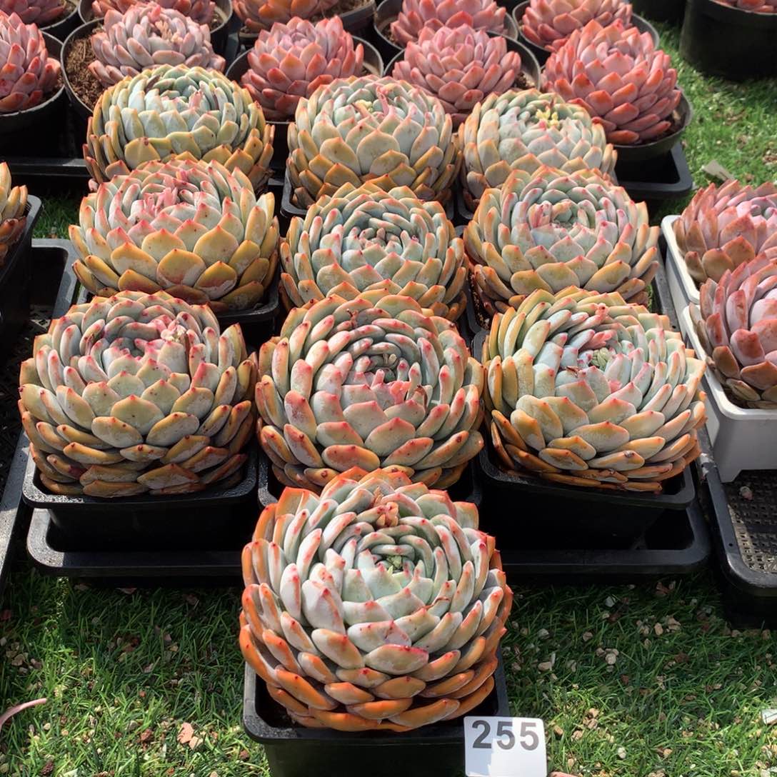 255橙子多肉植物组合
