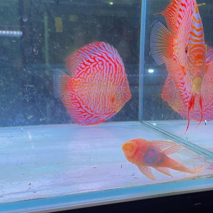 七彩神仙鱼疯*峰晶体虎纹