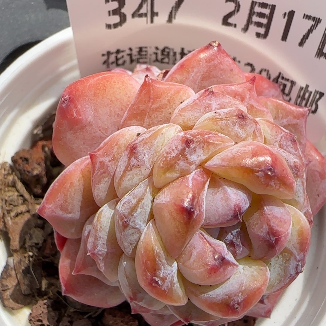 花语逸境0217-347