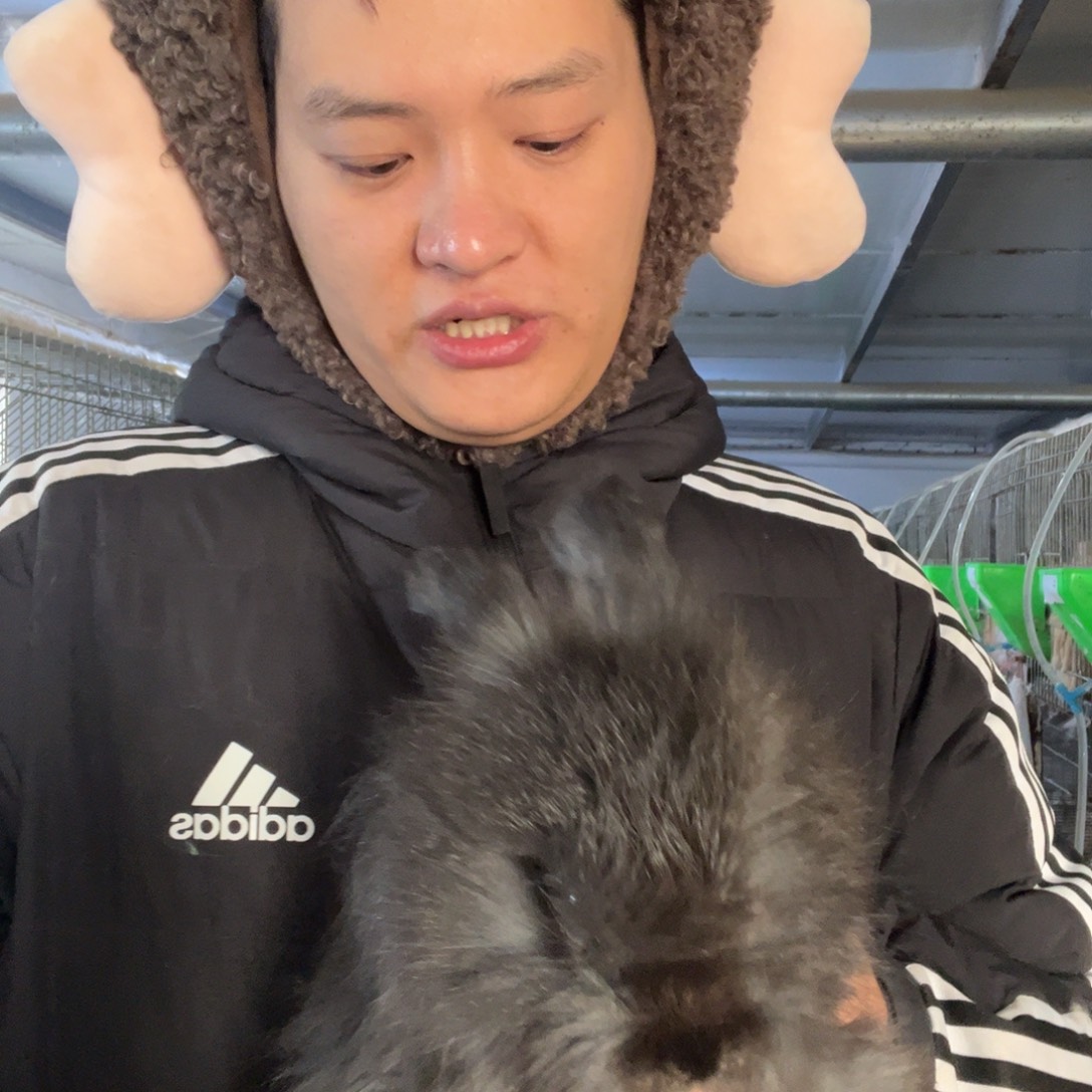 双血统英系安哥拉兔