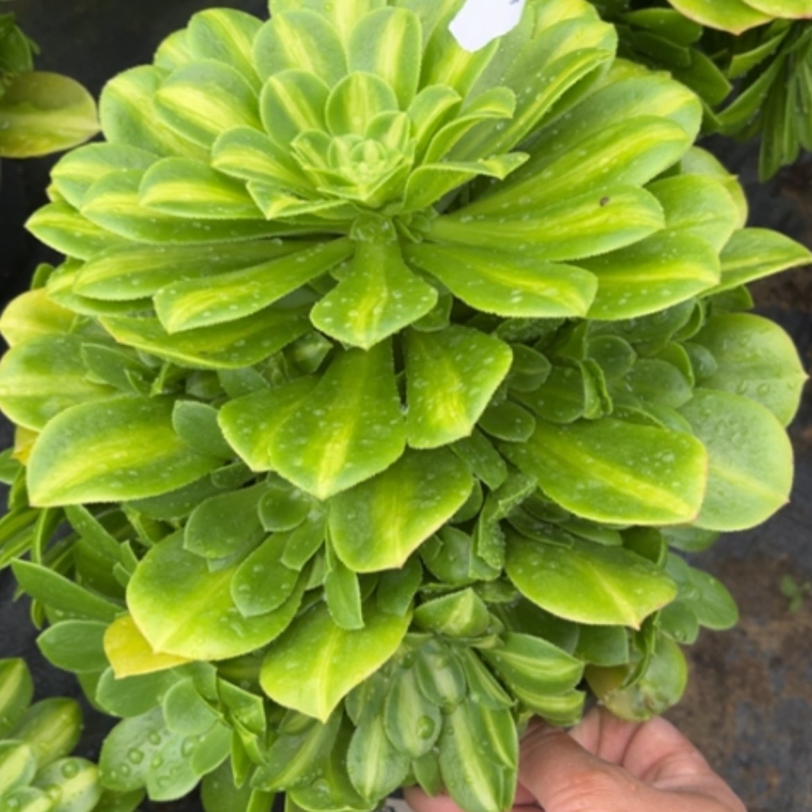 【闪购商品】21翡翠琉璃多肉法师