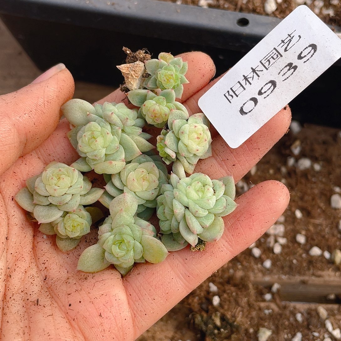 多肉植物多肉植物939