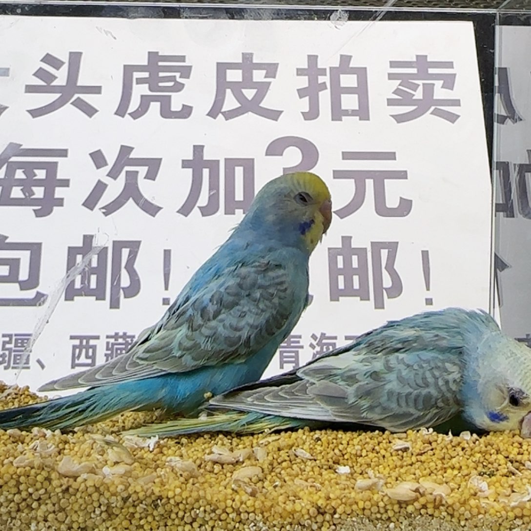 虎皮鹦鹉金彩金彩