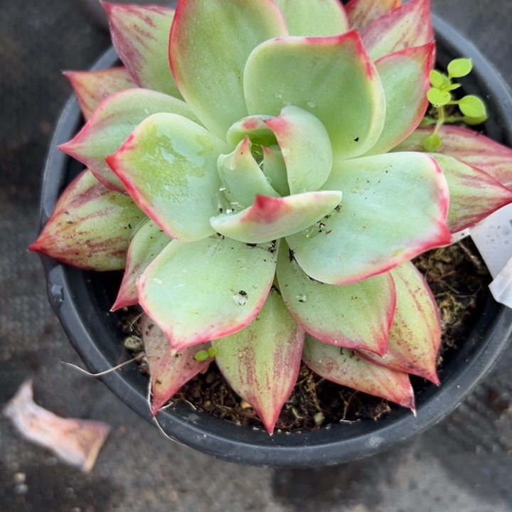 惊鸿多肉我多肉植物6