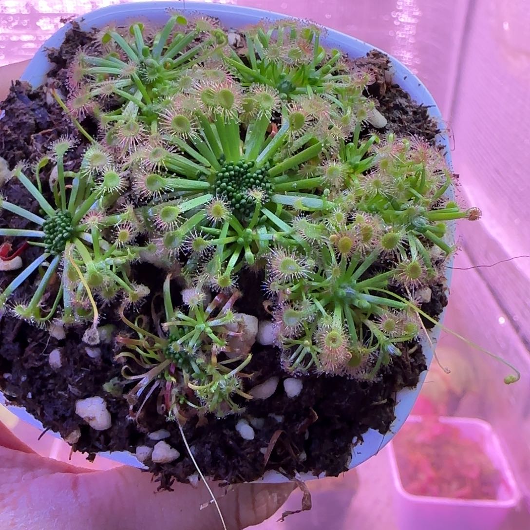 无花朵专拍迷你茅