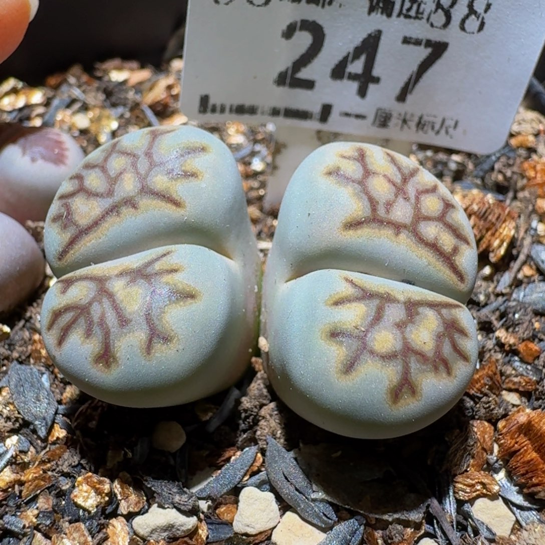 Ssss清货价便宜出247蓝菊