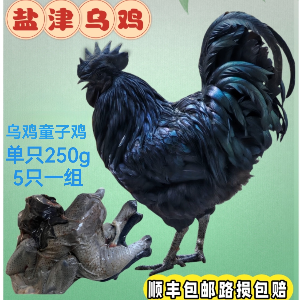 盐津乌骨鸡 单只250g/半斤 5只组合童子鸡 包冰率不含冰