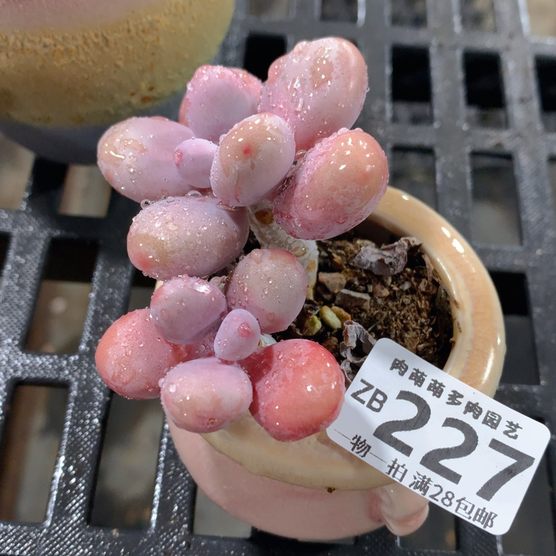 肉萌萌拇指盆精控多肉ZB227