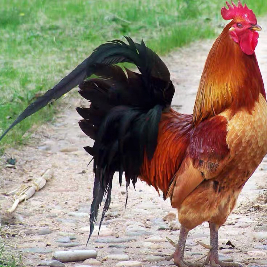 农户散养大公鸡，当天新鲜现宰发货