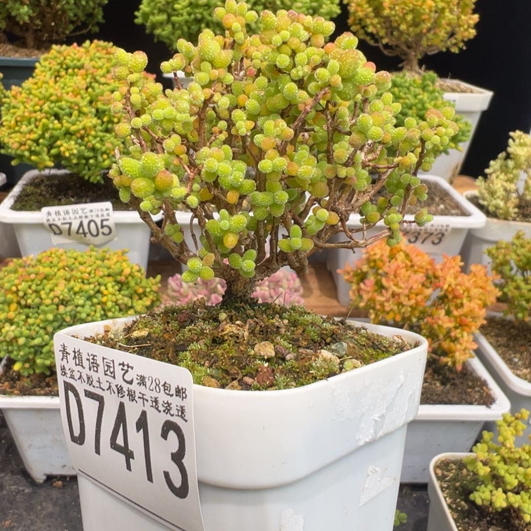 D7413金桔老桩小树