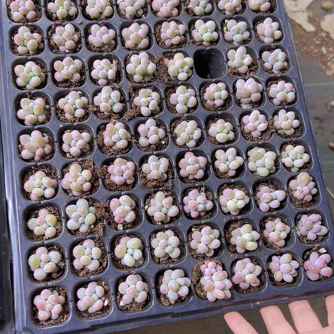 樱****汤圆128个带盘发多肉